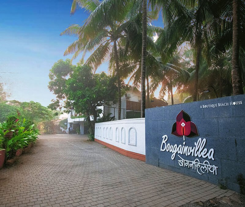 Bougainvillea, Alibaug